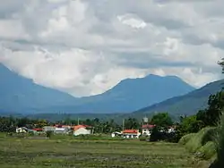 Rice Fields in Victoria