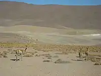 Vicuñas on road to El Tatio geysers, San Pedro de Atacama, Antofagasta Region, Chile (2011)