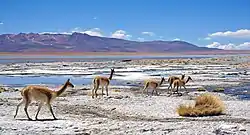 Vicunas in Salar de Chalviri, Bolivia