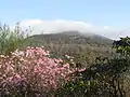View of summit of Black Balsam Knob covered by early morning spring haze.