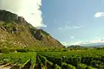 View of a vineyard bordering on a mountain