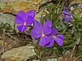 Plant of Viola Bertolonii