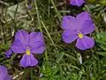 Flowers of Viola Bertolonii