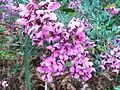 Virgilia oroboides (Cape lilac) mauve flowers