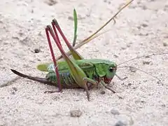 Wart-biter.