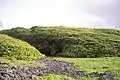 Wind-shorn Pisonia trees on Vostok Island