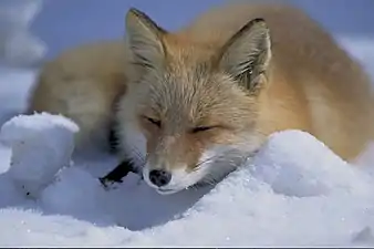 A red fox, or Vulpes vulpes, in the snow.