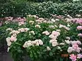 The rose garden at Green Park in late May 2003