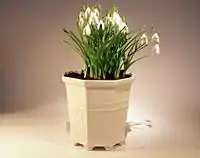 Porcelain flower pot designed by  Prince Eugen, popular in Sweden.