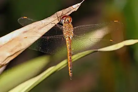 Image 12Globe SkimmerPhoto: Muhammad Mahdi KarimThe Globe Skimmer (Pantala flavescens) is the most widespread dragonfly species on the planet, found between about the 40th parallels of latitude, or where the annual mean temperature is above 20&nbsp;°C (68&nbsp;°F), except in Europe where there are only occasional sightings.More selected pictures