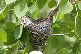 On nest, Ruby Mountains, Nevada