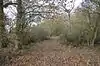 Warboys Wood