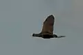 Watercock in flight