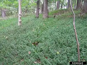 Wavyleaf basketgrass infestation. Habitat: closed-canopy mesic forest in Maryland, United States.