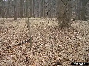 Leaves of the perennial wavyleaf basketgrass die off each winter (mid-December shown). Plants will survive cold winters and leaves will re-emerge each spring. Photo shows winter appearance of non-native infestation in Maryland, United States.