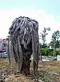 A date palm that was killed by the pest, in Kfar Saba, Israel.