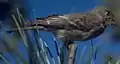 Western wood pewee looks like its sister species