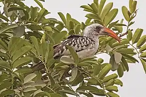 male, The Gambia