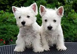 Image 39West Highland White Terrier puppies  (from Puppy)