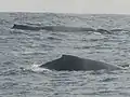 A pair of whales near Point Denis.