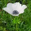 White flower