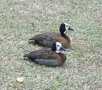 White-faced whistling ducks resting on the lawn.