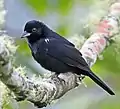 Male in northwestern Ecuador
