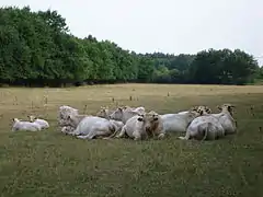 Sologne cows