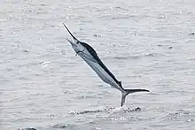 Hooked billfish can leap spectacularly out of the water