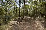 A walking track in Whites Hill Reserve