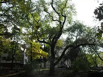 The protected gingko