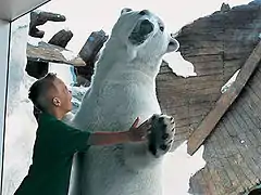 Polar bear interacting with visitor
