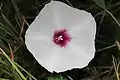 Ipomoea pandurata