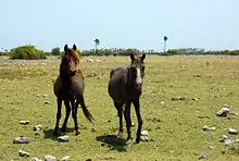 Wild ponies