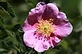 Lighter pink flower, at 7,000&nbsp;ft (2,100&nbsp;m) in the Eastern Sierra