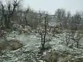 Wild goat in Buntin