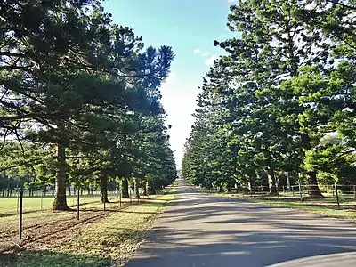 Hoop Pine in Prospect Reservoir in Sydney