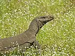Bengal monitor