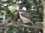 Brown shrike