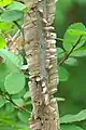 Corky wings, winged elm U. alata