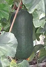Wax gourd