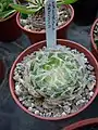 Haworthia semiviva drys its leaves into a papery sheath in the heat of summer.
