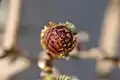 A flower of Wisteria brachybotrys in its early stage