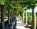 Wisteria covered pergola