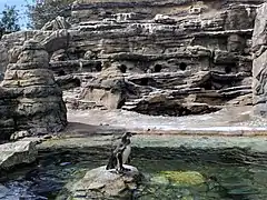 Woodland Park Zoo Penguin
