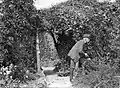 G V Hart gardening
