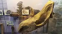 Woolly rhinoceros