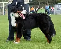 Bernese Mountain Dog standing