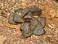 Haworthia magnifica var. splendens is a particularly ornate variety with flecked leaves, prized by horticulturalists as "Haworthia splendens".