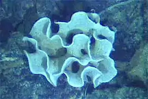 The xenophyophore, another single-celled foraminiferan, lives in abyssal zones. It has a giant shell up to 20&nbsp;cm (7.9&nbsp;in) across.